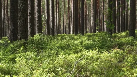 Forest2 Stock Footage 134548506