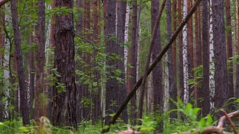 Forest2 Stock Footage 339024016