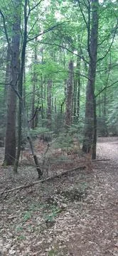 Forest2 Stock Photos