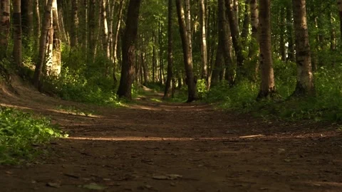 Forest3 Stock Footage 134009342