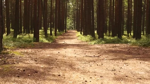 Forest3 Stock Footage 134548678