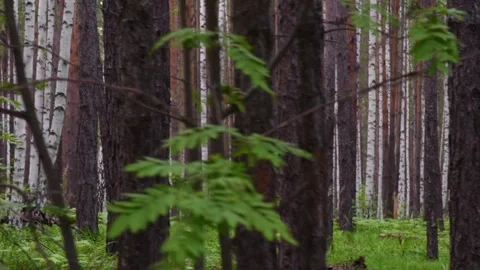 Forest3 Stock Footage 339023930