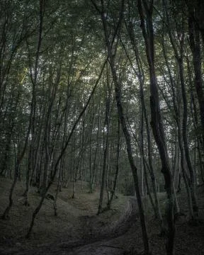 Forest3 Stock Photos