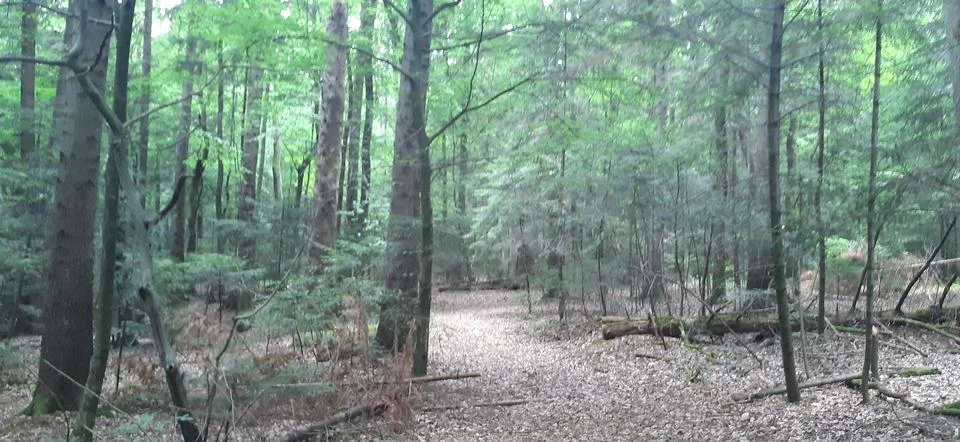 Forest3 Stock Photos