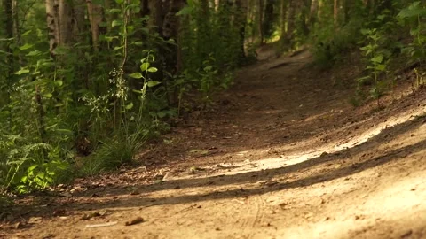 Forest4 Stock Footage 134009336