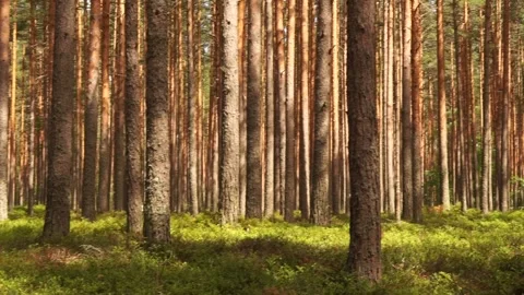 Forest4 Stock Footage 134548664