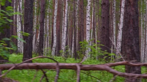 Forest4 Stock Footage 339024014