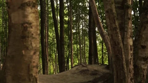 Forest5 Stock Footage 134009343
