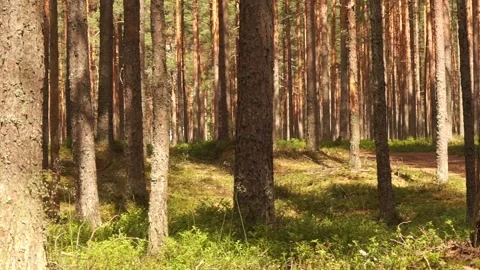 Forest5 Stock Footage 134548662