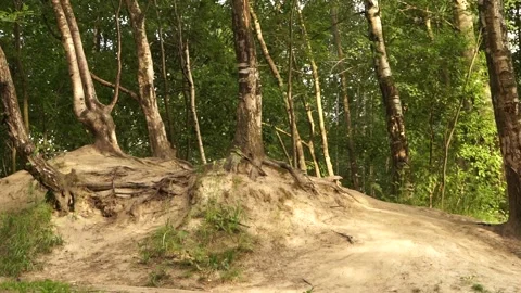 Forest6 Stock Footage 134009577