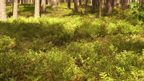Forest6 Stock Footage 134548708