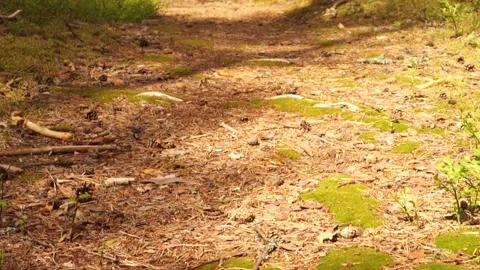 Forest7 Stock Footage 134548833