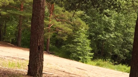 Forest8 Stock Footage 134548952