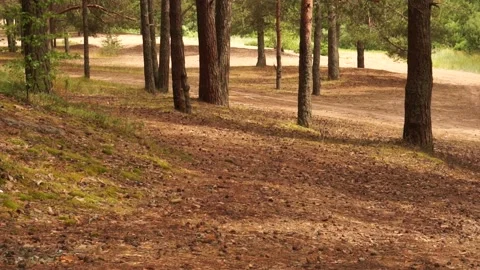 Forest9 Stock Footage 134548979