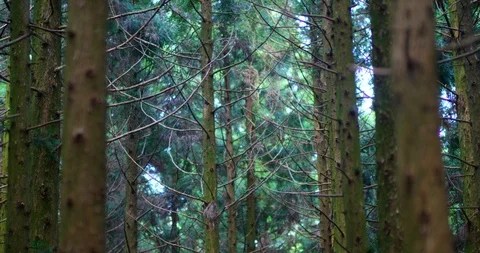 Forest_1 Stock Footage 93689303
