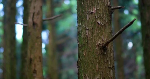 Forest_2 Stock Footage 93689321