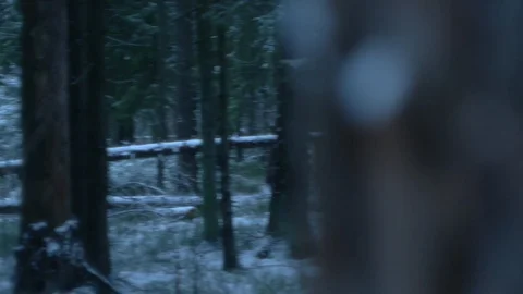 Forest_2 Stock Footage 122427401