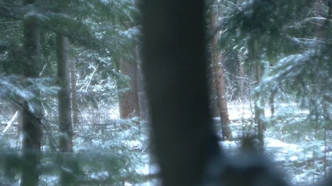 Forest_3 Stock Footage 122427601
