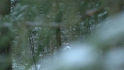 Forest_3 Stock Footage 122427771