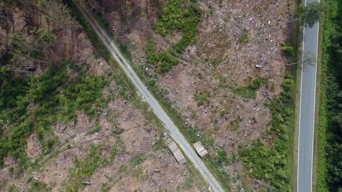 Forest_Calamity Stock Footage 126788362