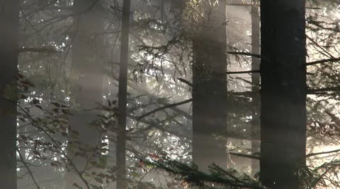 Forest_Mist-02 Stock Footage 22418525