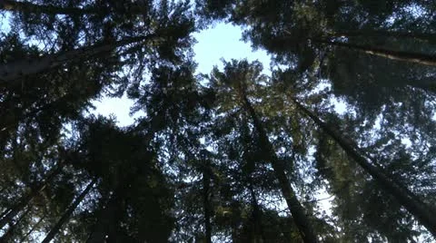 Forest_Mist-03 Stock Footage 22421514