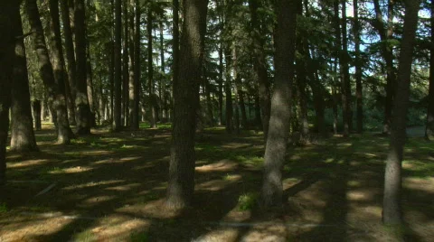 Forest_walk01 Stock Footage 98708