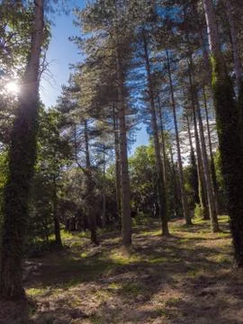 Foresta di Fiorentini: Stock Photos