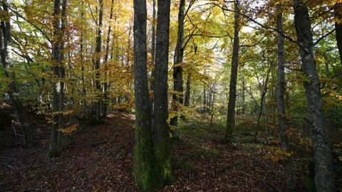 FORESTA Stock Footage 167495833
