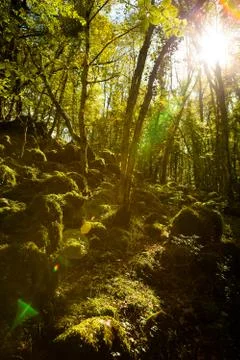 Foresta Umbra Stock Photos