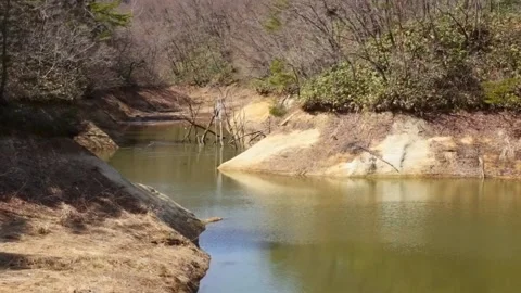 Forestclip Stock Footage 237058544