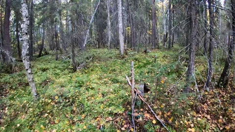 Forest.Danger.A man runs away from the pursuit and climbs a tree. Stock Footage 107996893