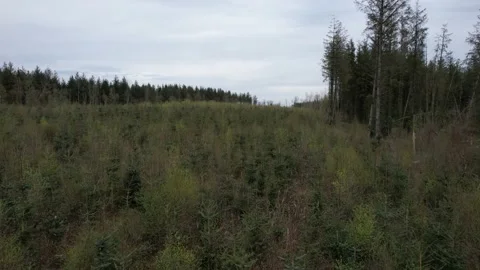 Forestdrone3 Stock Footage 187206998