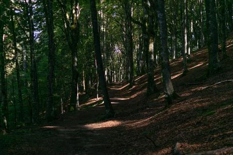 Foreste Casentinesi Stock Photos