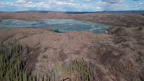Forested area burned in last year's Wild Fire. Stock Footage 308668286