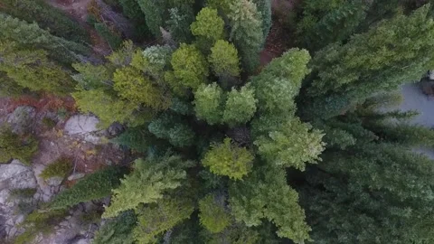 Forested Area in Fork River Drone Aerial View Stock Footage 132255986