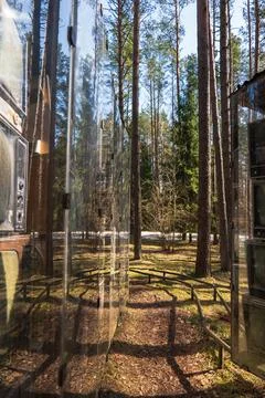 Forested Area with Pine Trees and Reflective Surfaces Stock Photos