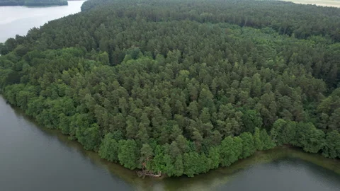 Forested Area With River Running Through it. Water is Calm and Clear. Trees.. Video stock 326950983