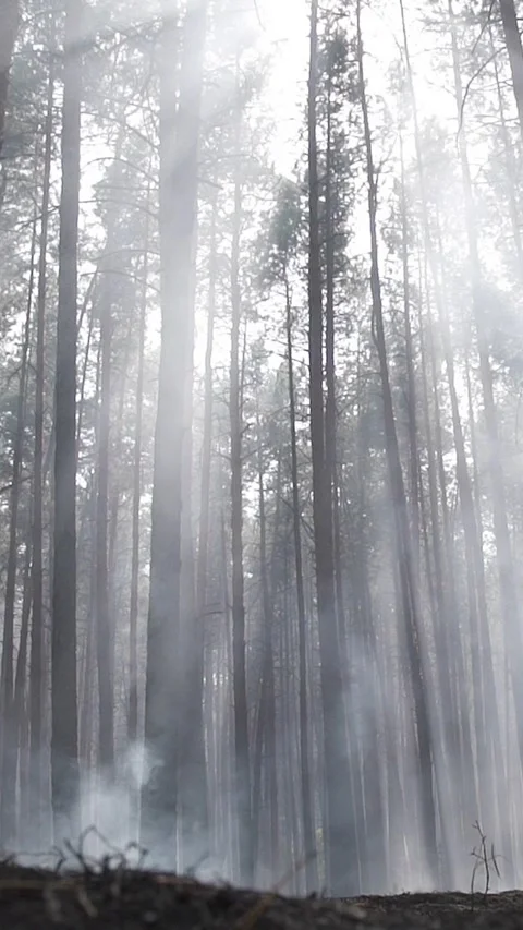 Forested area shows devastation from wildfire aftermath with fallen trees, smoke 動画素材 333621819