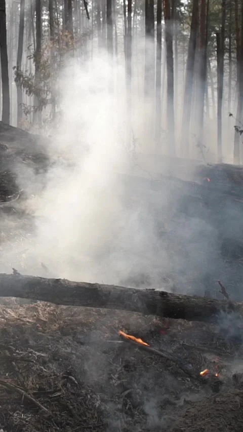 Forested area shows devastation from wildfire aftermath with fallen trees, smoke Video stock 333621822