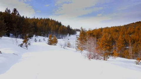 Forested area in winter Stock Footage 171164038