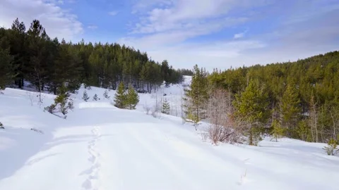 Forested area in winter Stock Footage 171164097