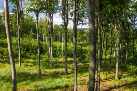 Forested area with young beech trees in spring. Stock Photos