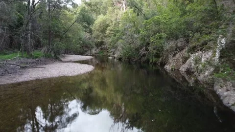 Forested creek Video stock 239429528