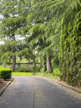 A forested drive-thru Stock Photos