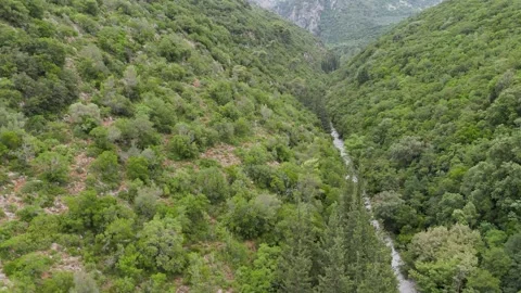 Forested Gorge and Dry Riverbed near Kardamyli, Greece Stock Footage 342133543
