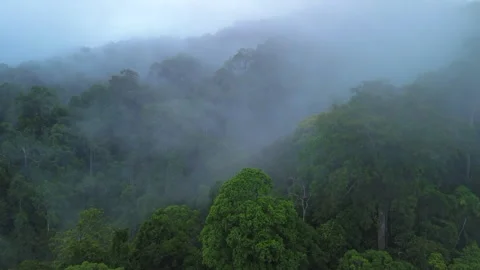 Forested hill emerging through morning mist, Pahang, Malaysia Stock Footage 342780130