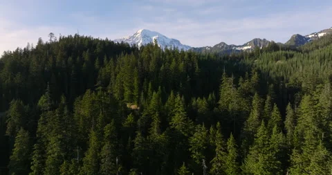Forested Hills with Mount Rainier in the Background Stock Footage 288967217