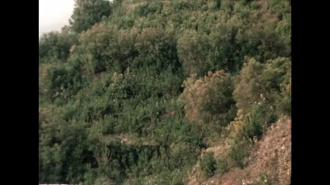 Forested Hillside Video stock 278240538
