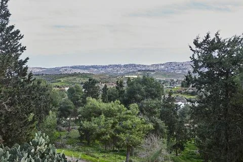A forested hillside with tall pine trees overlooking a valley, offering a sce Stock Photos